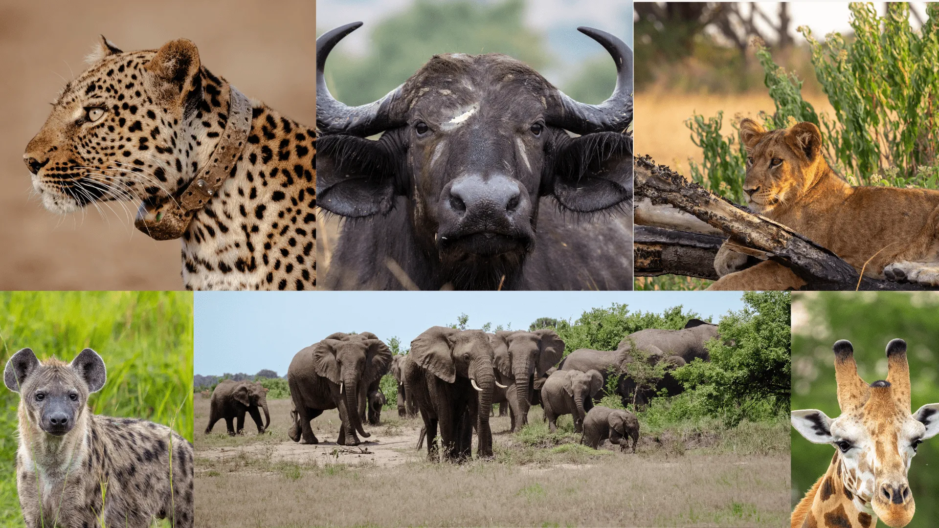 The Big Five