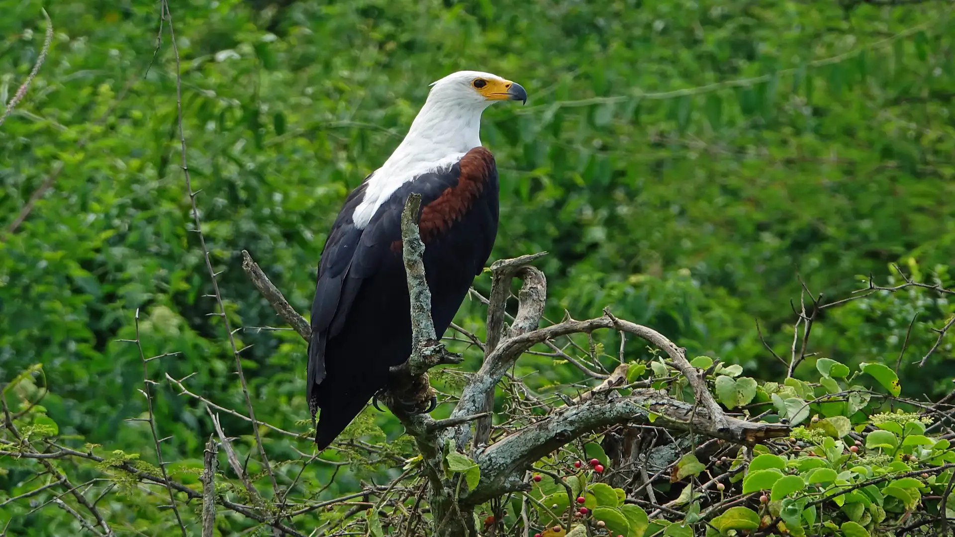 Forest Birds