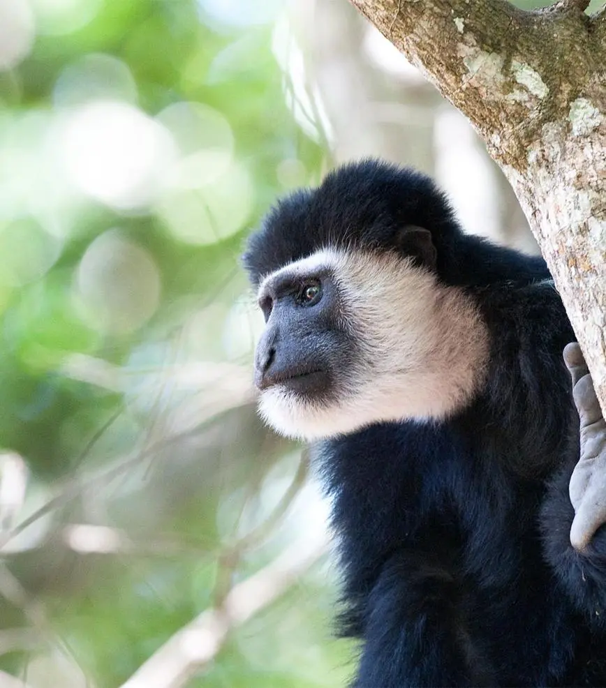 Black and White Colobus Monkey