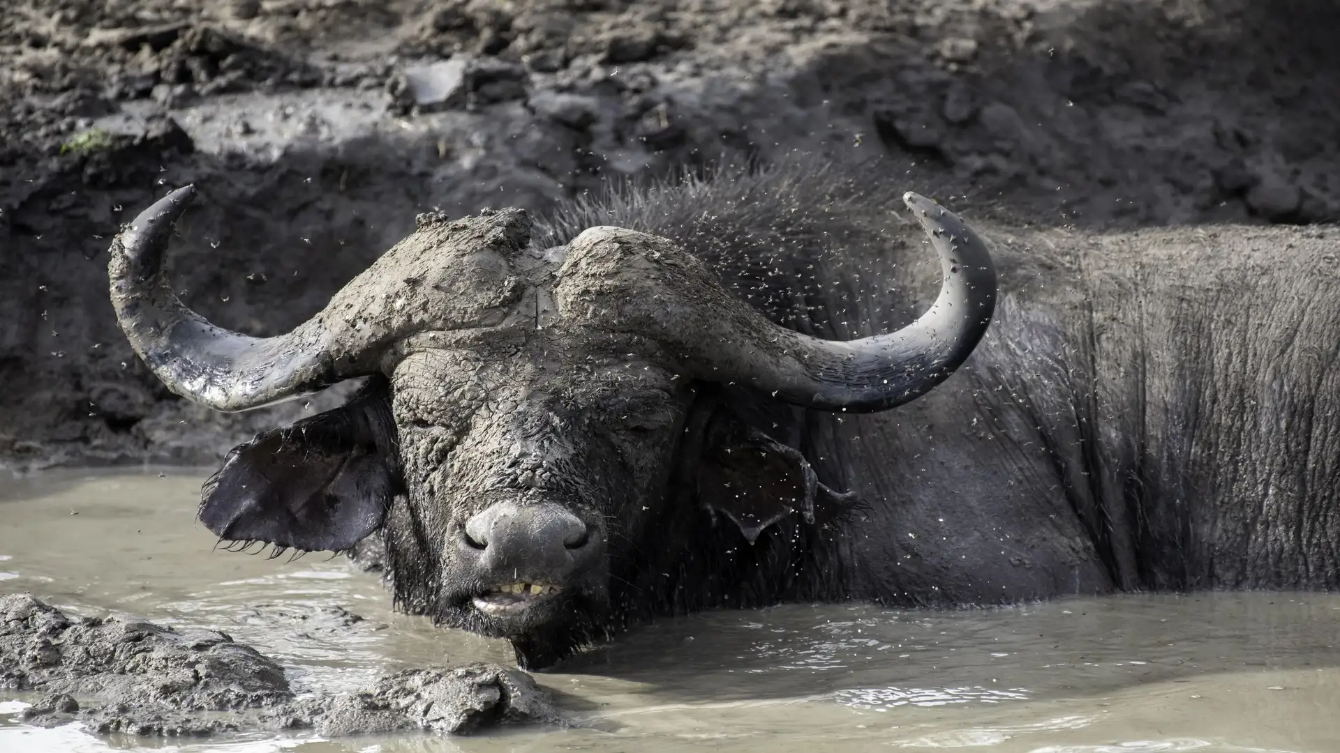 Buffalo