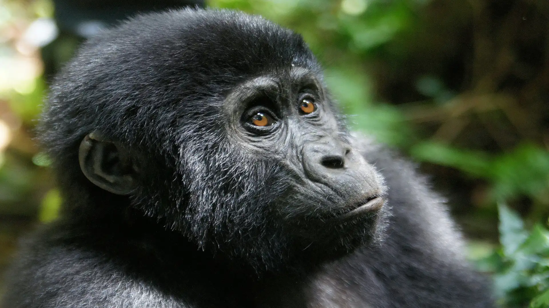Bwindi Gorilla Trek