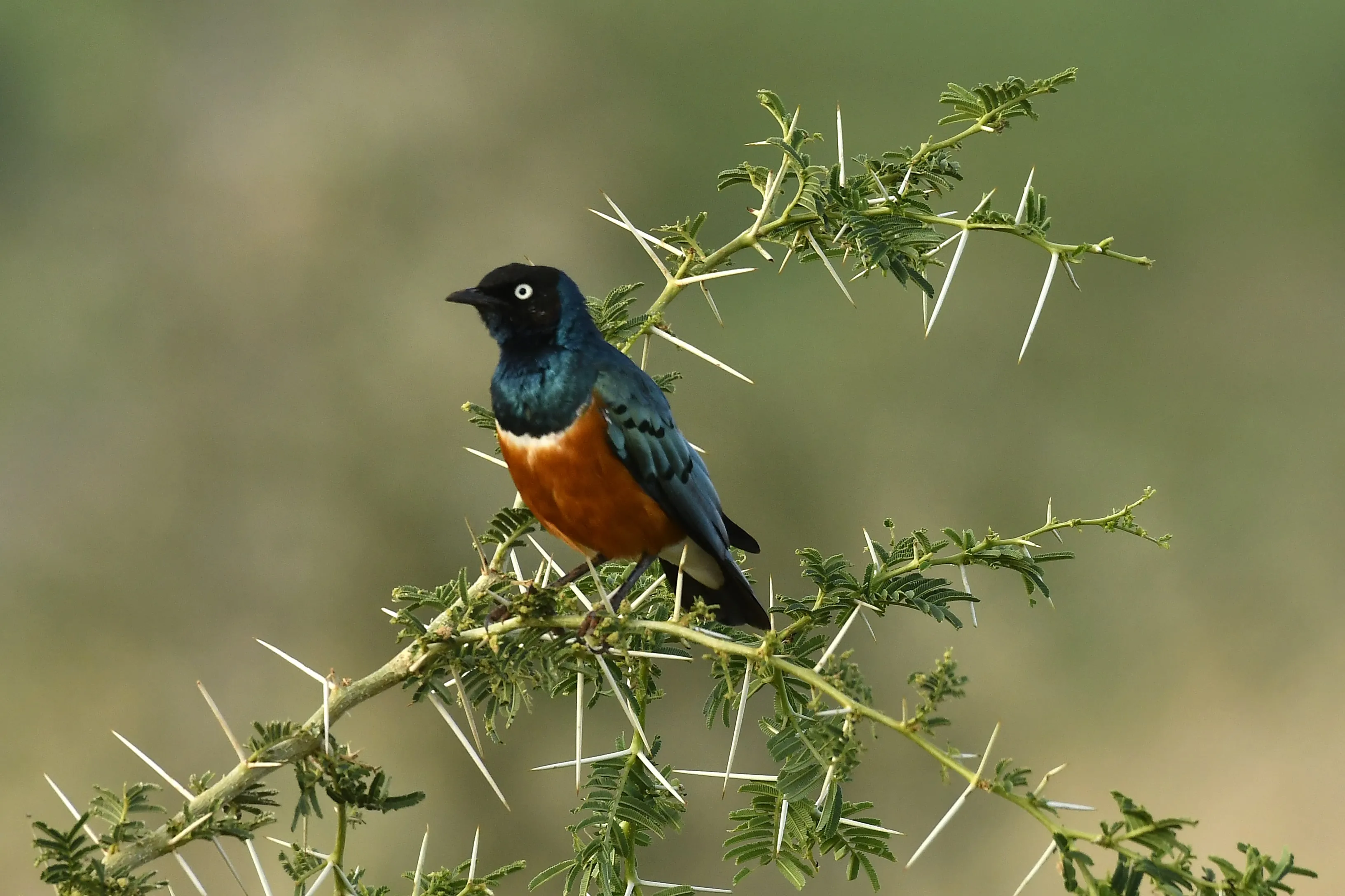 Forest Birds