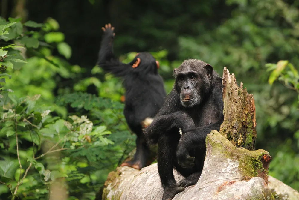 Chimpanzee