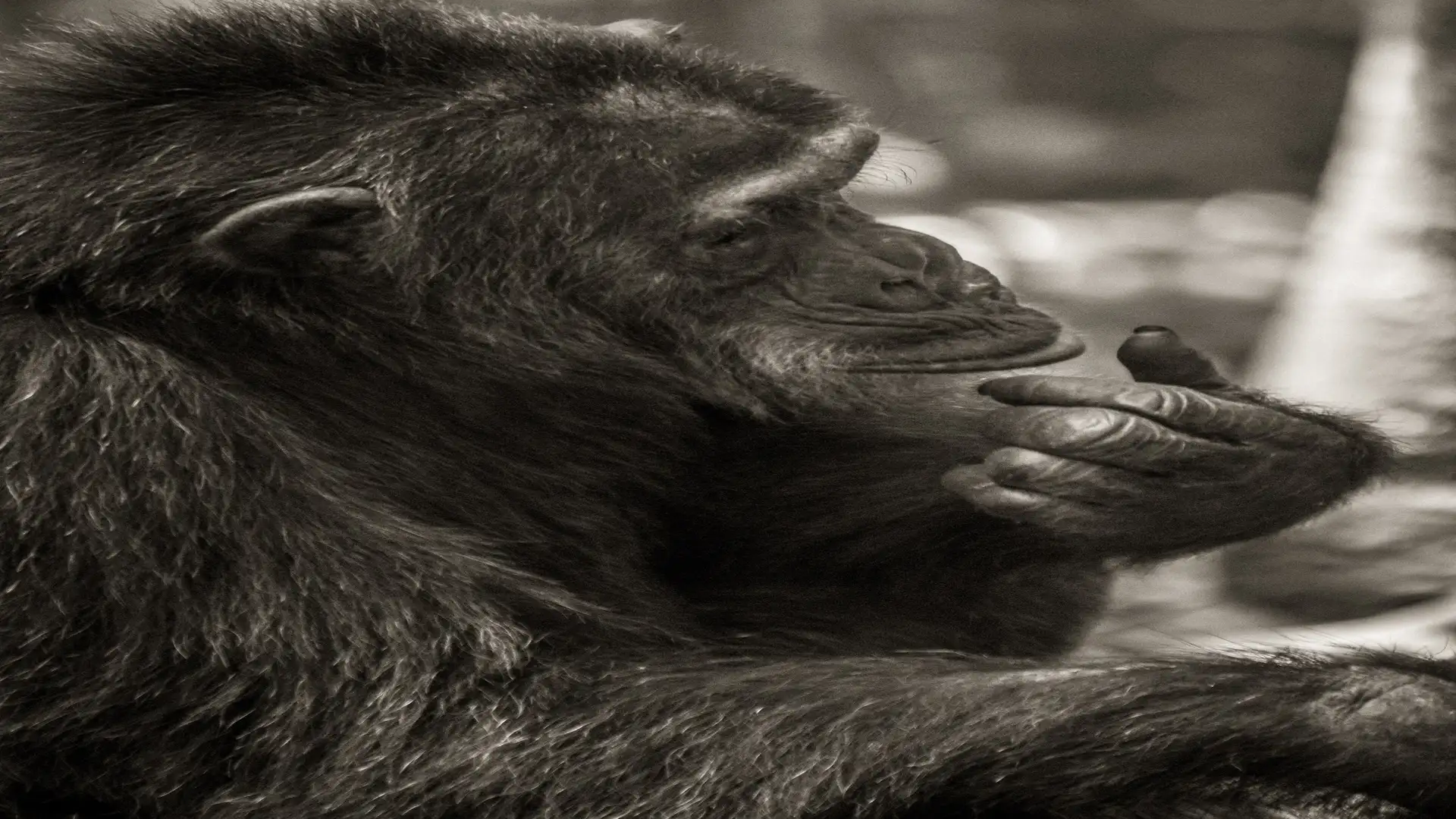 Mountain Gorillas