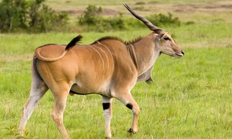 Eland