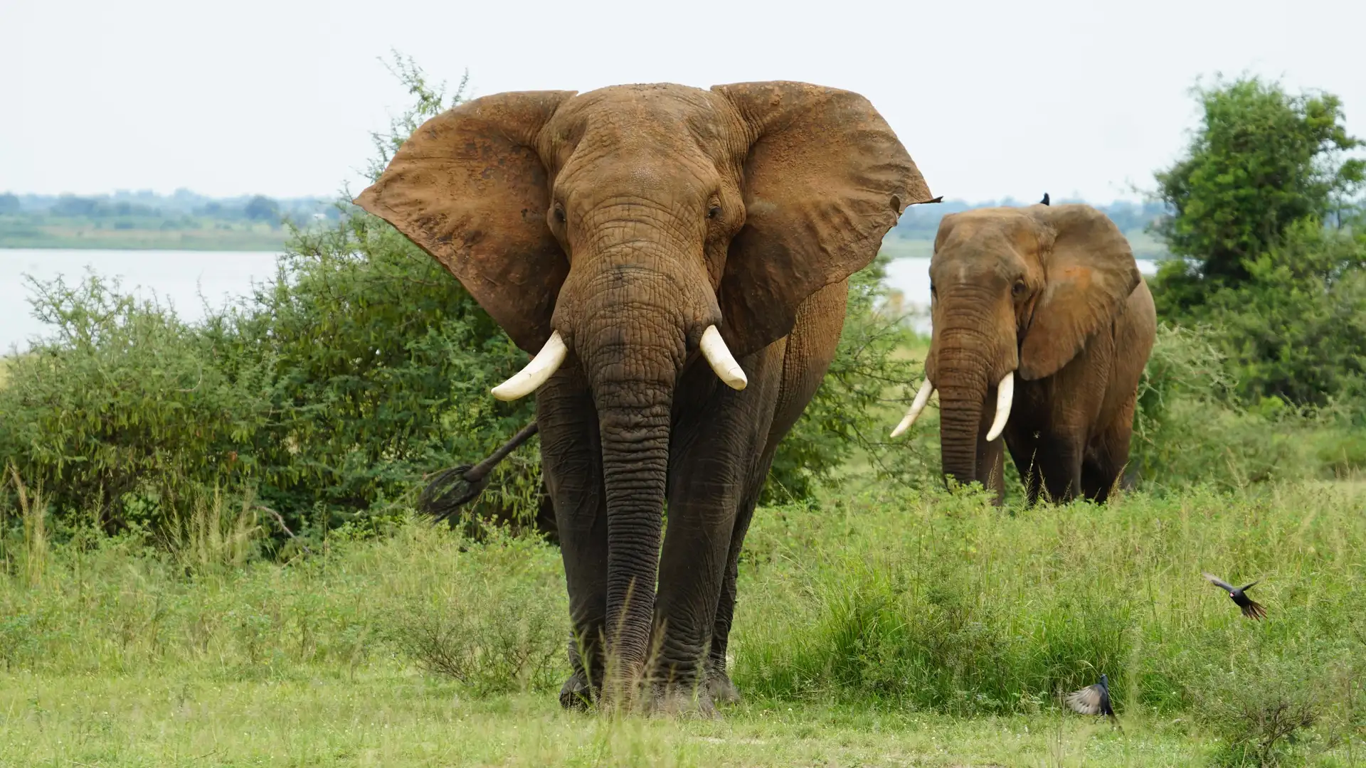 Forest Elephants