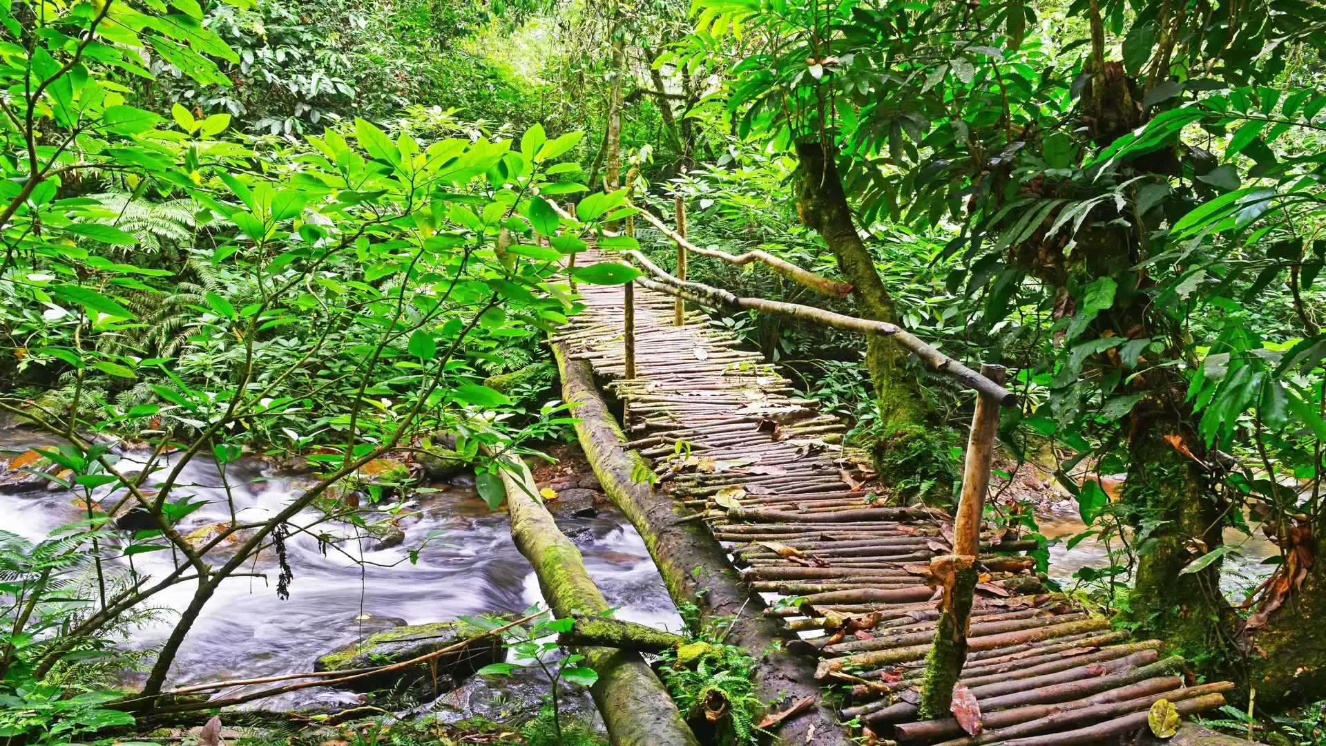 Forest Hiking