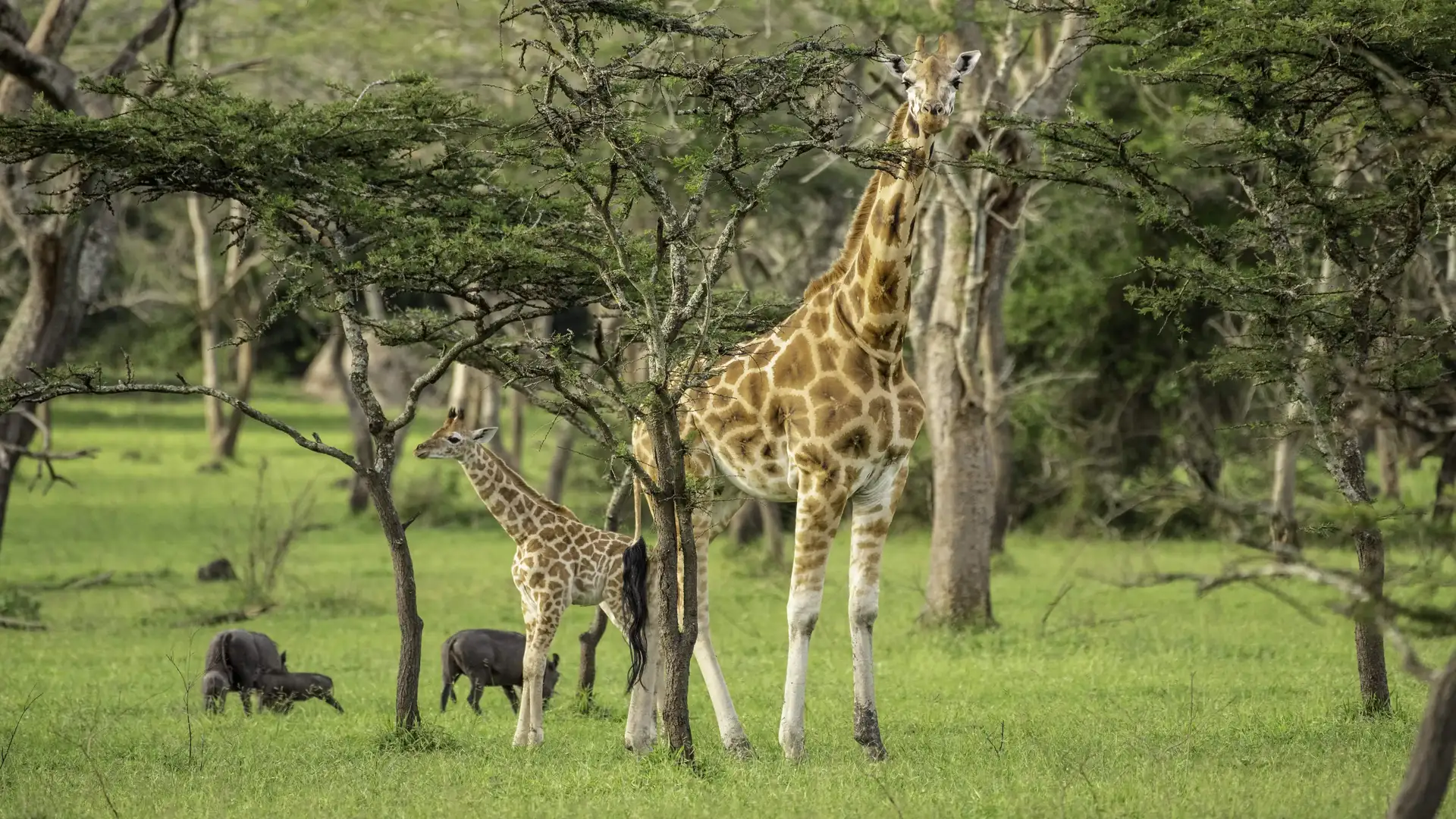 Giraffe