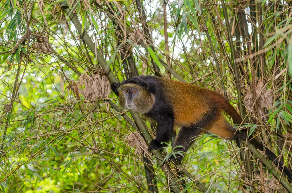 Golden Monkey Trekking