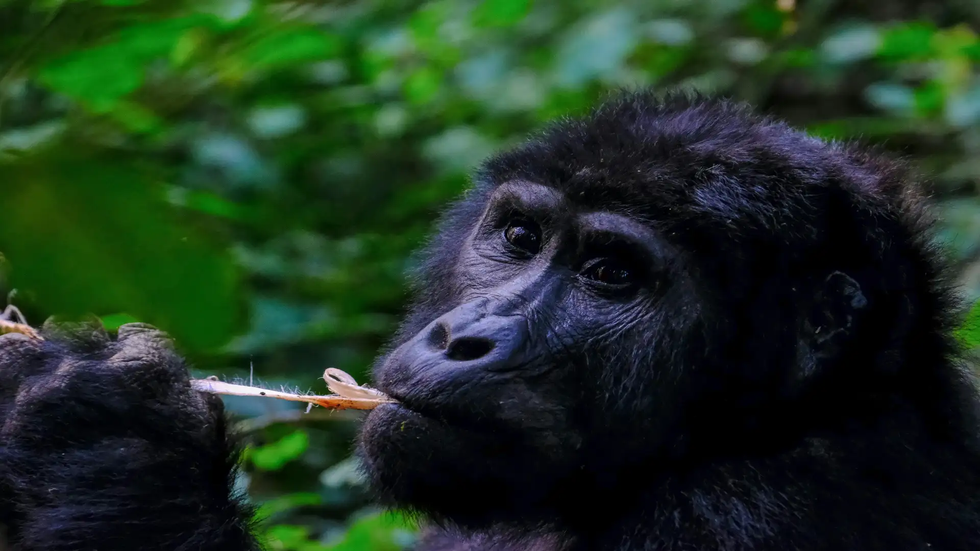 Mountain Gorilla