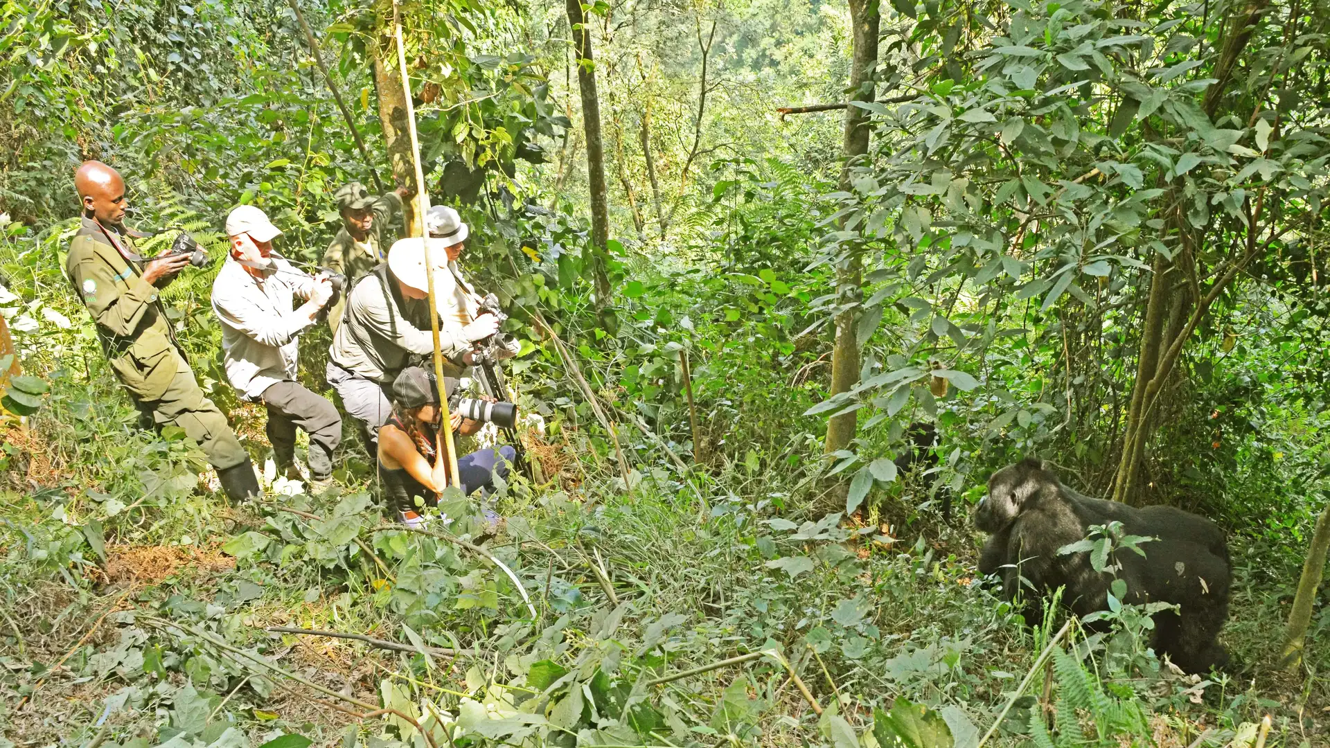Gorilla Trekking
