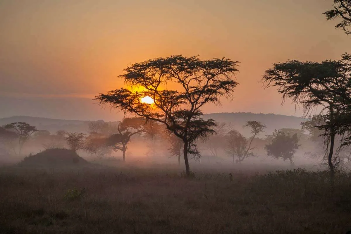 Guided Walking Safari