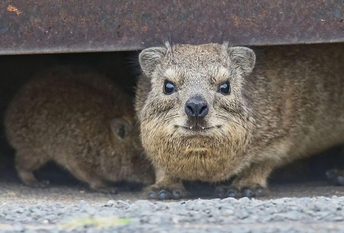 Rock Hyrax