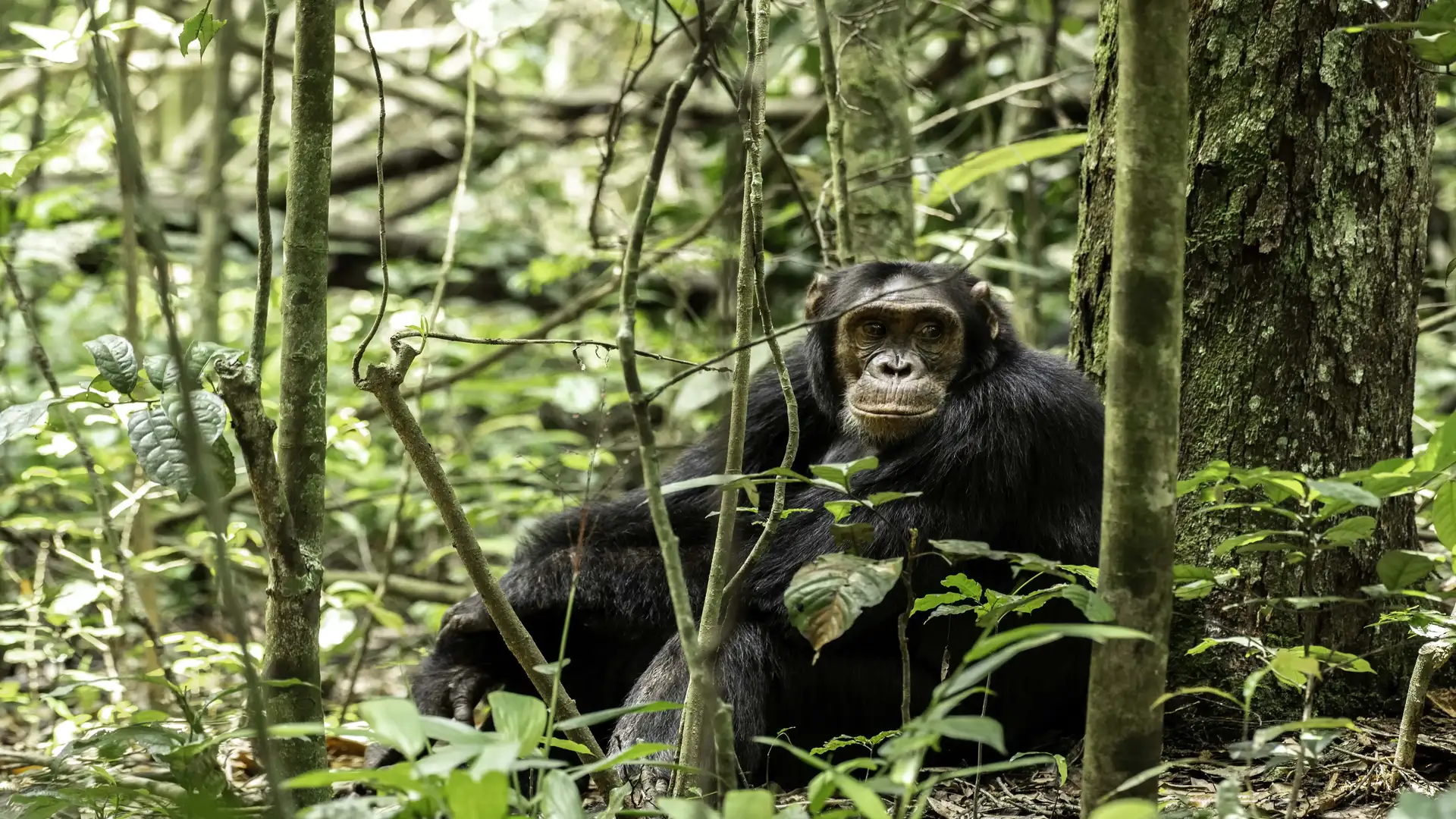 Kibale Chimps