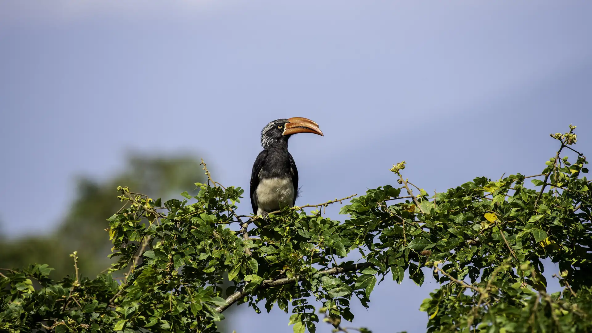 Forest Birds