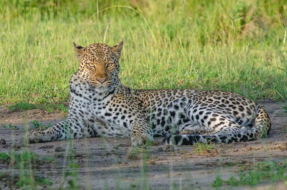 Leopard
