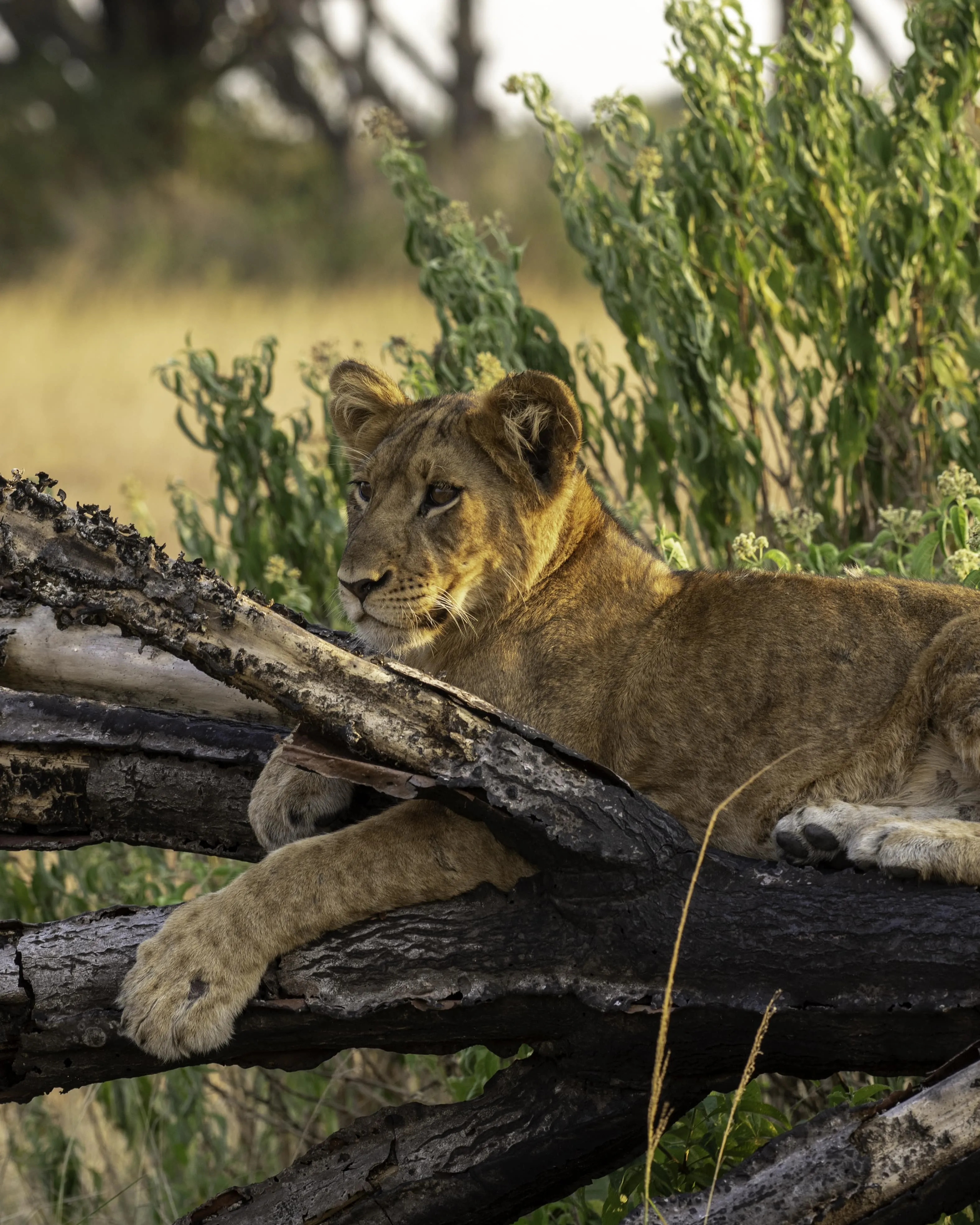 Lions