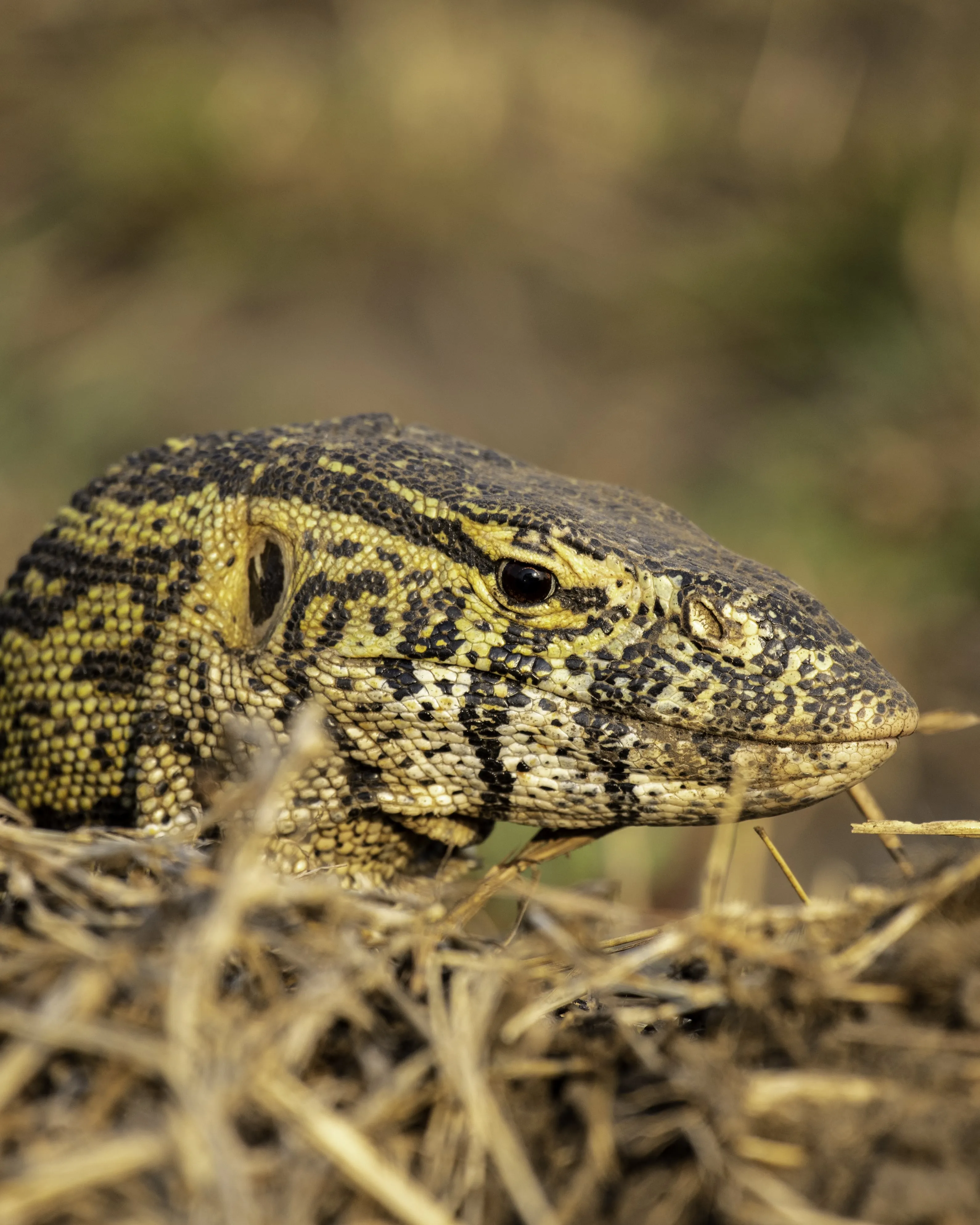 Monitor Lizard