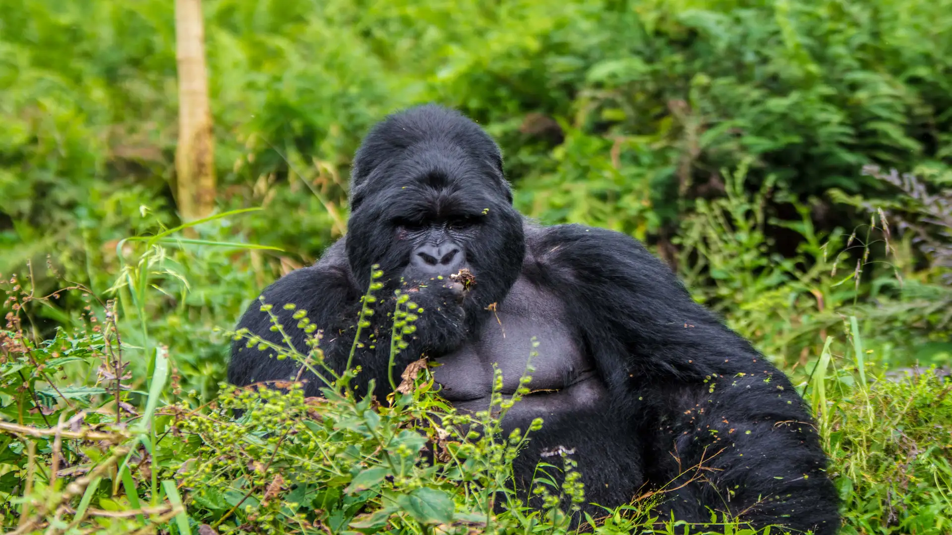 Mountain Gorillas