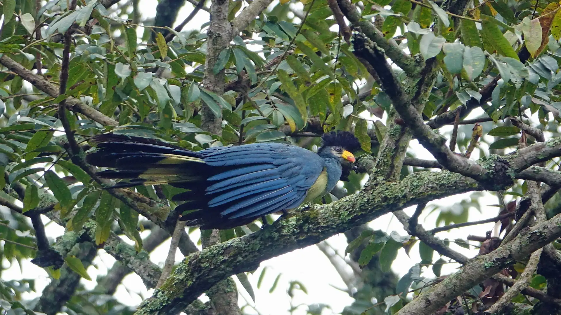 Forest Birds