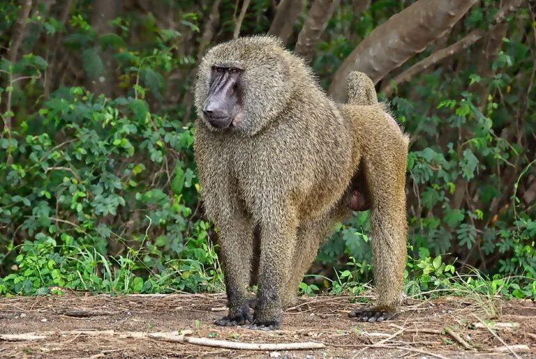Olive Baboons
