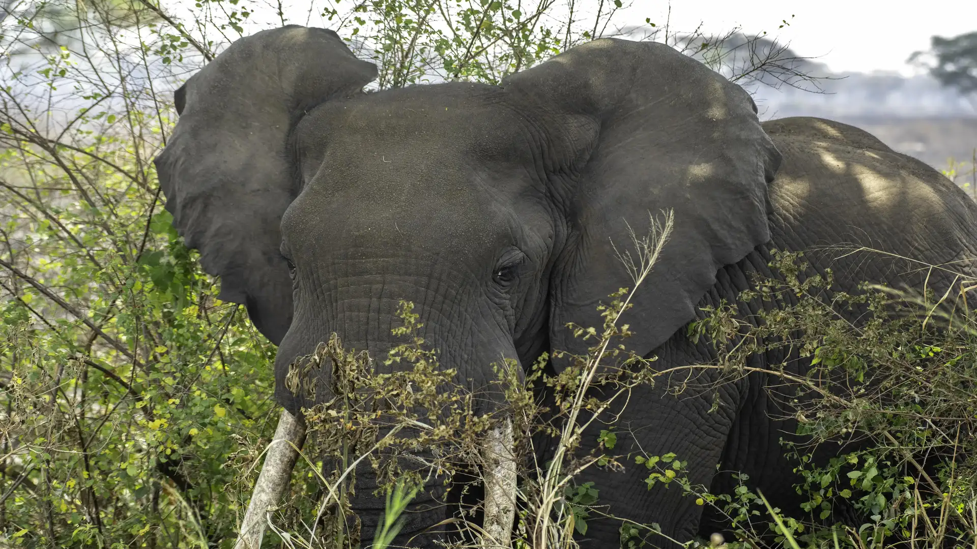 Queen Elizabeth Safari