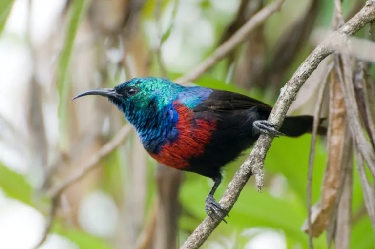 Red-Chested-Sunbird