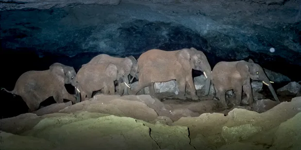 Salt-mining Elephants