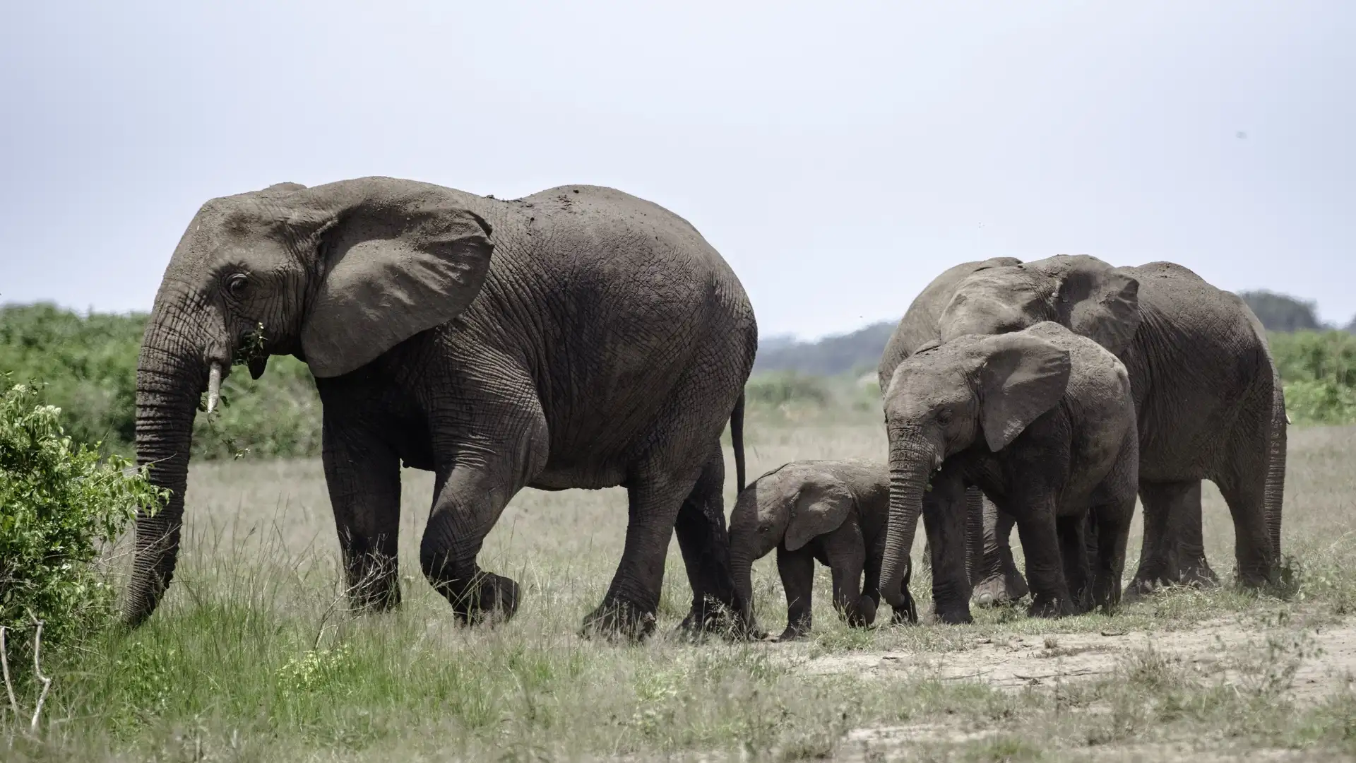 Savannah Elephants