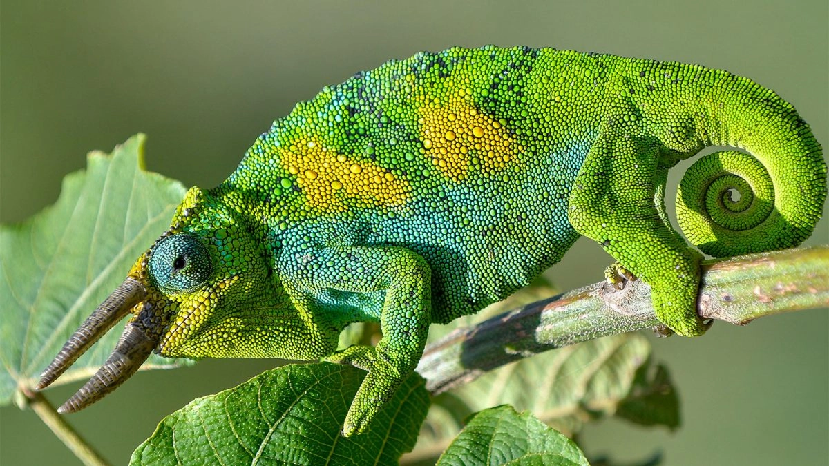 Three Horn Chameleons