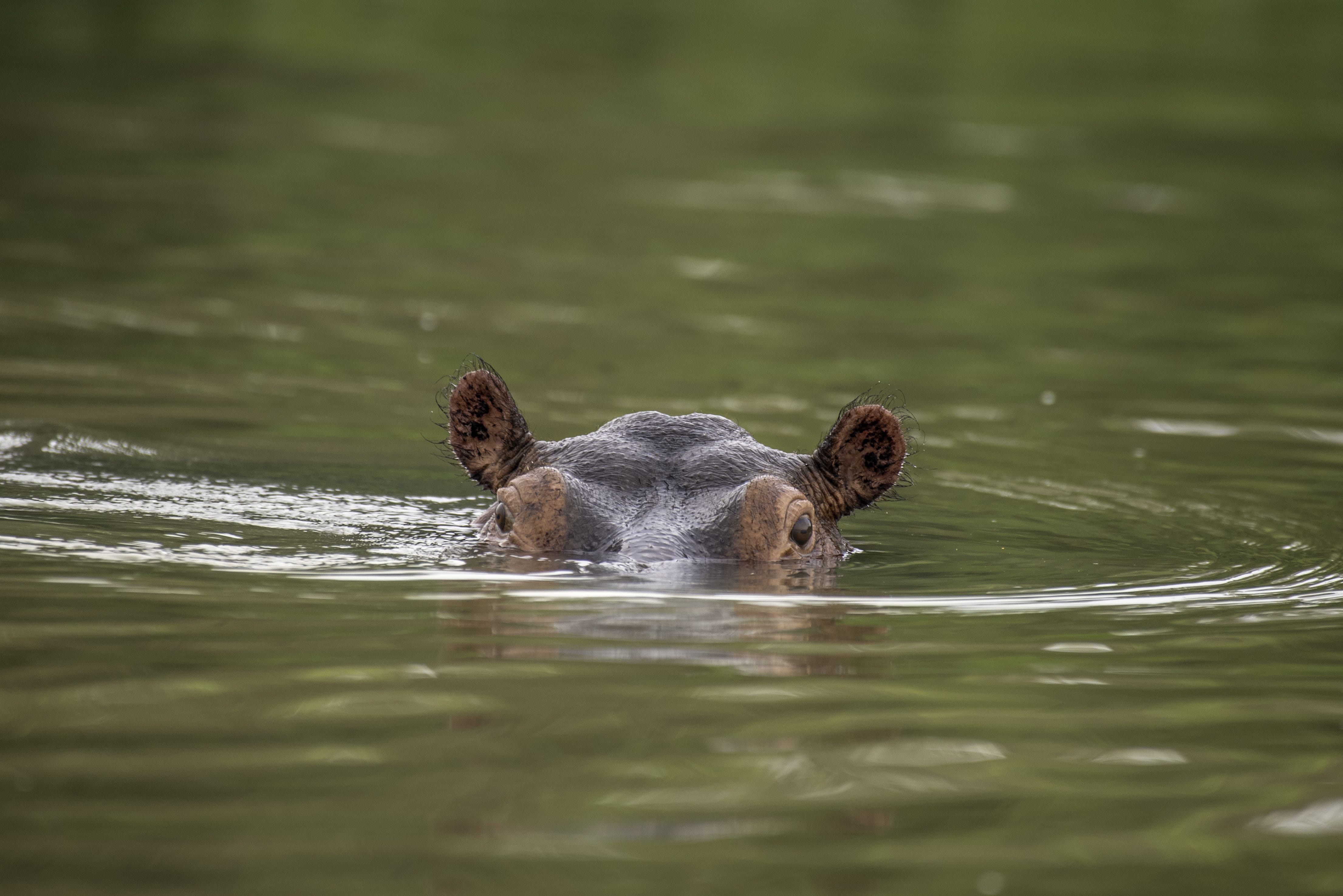 Picture of a hippo